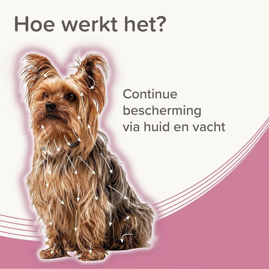 Medicinale halsband voor honden tot 8 kg | tegen vlooien, teken en zandvliegen | 38 cm