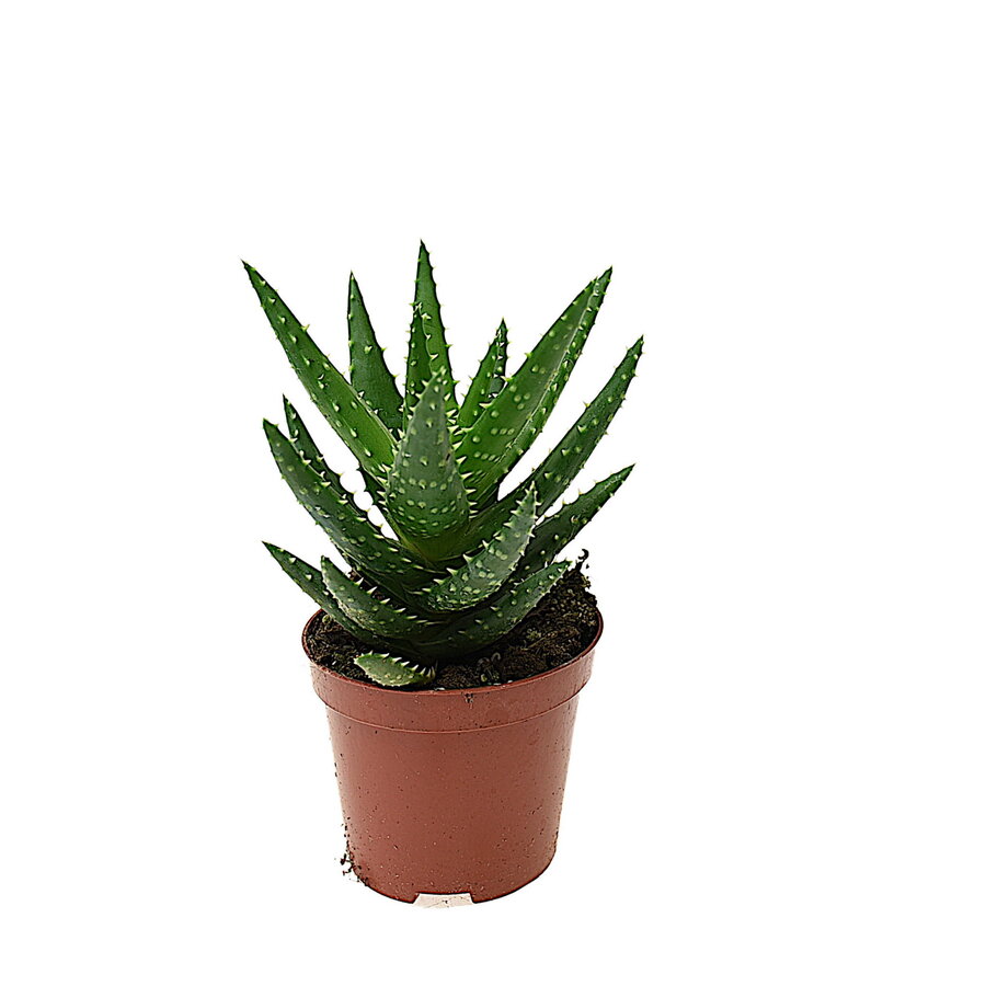 Aloe perfoliata Mitriformis vetplant en terrariumplant | 8,5 cm pot | ca. 10-15 cm hoog | compacte succulente rozet