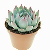 Echeveria chihuahuaensis | 8,5 cm pot | 10 cm hoog