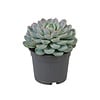 Echeveria elegans | 8,5 cm pot | 10 cm hoog