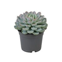 Echeveria elegans vetplant in 8,5 cm pot | hoogte bij levering 10 cm