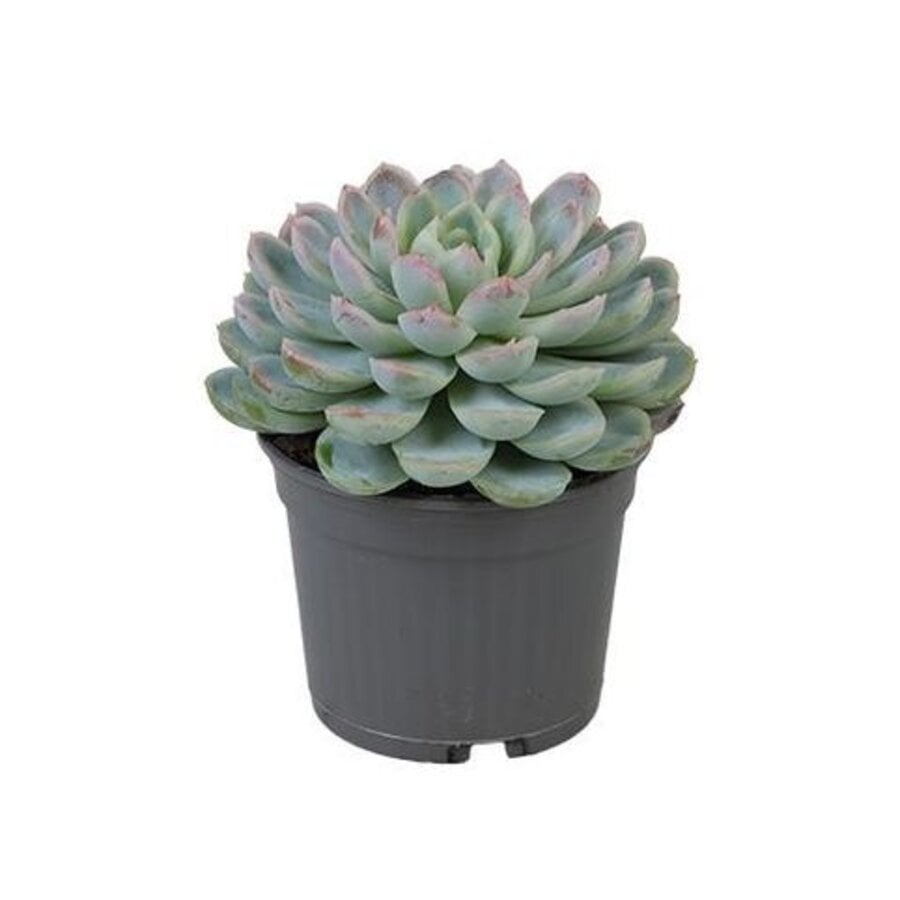 Echeveria elegans vetplant in 8,5 cm pot | hoogte bij levering 10 cm