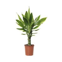 Dracaena fragrans Steudneri kamerplant en terrariumplant | Potmaat 11 cm | Hoogte bij levering 50 cm