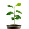Citrus Calamondin | 30 cm hoog | 9 cm pot