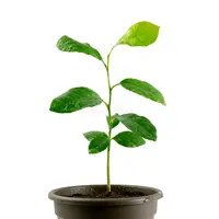 Citrus Calamondin | Calamondin sinaasappel | 30 cm hoog | In 9 cm pot | Mediterrane kuipplant