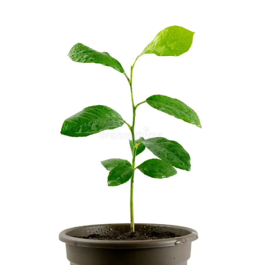 Citrus Calamondin | Calamondin sinaasappel | 30 cm hoog | In 9 cm pot | Mediterrane kuipplant