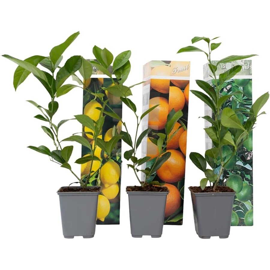 Citrus Calamondin | Calamondin sinaasappel | 30 cm hoog | In 9 cm pot | Mediterrane kuipplant