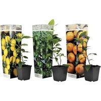 Citrus Calamondin | Calamondin sinaasappel | 30 cm hoog | In 9 cm pot | Mediterrane kuipplant