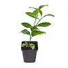 Citrus Mexican lime | limoenboom | 30 cm hoog | 9 cm pot