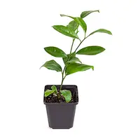 Citrus Mexican lime | Mexicaanse limoenboom | 30 cm hoog | In 9 cm pot | Mediterrane kuipplant