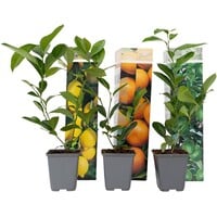 Citrus Lemon Bush (Citrus limon) | 30 cm hoog | In 9 cm pot | Jonge citroenstruik voor terras en balkon