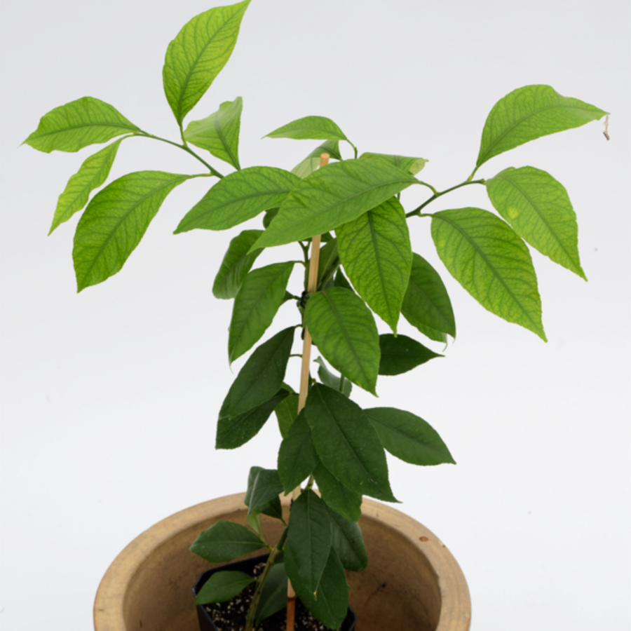 Citrus Lemon Bush (Citrus limon) | 30 cm hoog | In 9 cm pot | Jonge citroenstruik voor terras en balkon