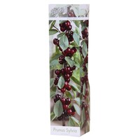 Prunus avium ‘Sylvia’ | compacte kersenboom | 30 tot 40 cm hoog | In 9 cm pot | Voor tuin, terras en balkon