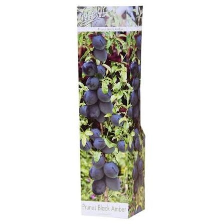 Prunus avium 'Black Amber' | jonge zoete kersenboom | 9 cm pot | voor tuin, balkon en terras