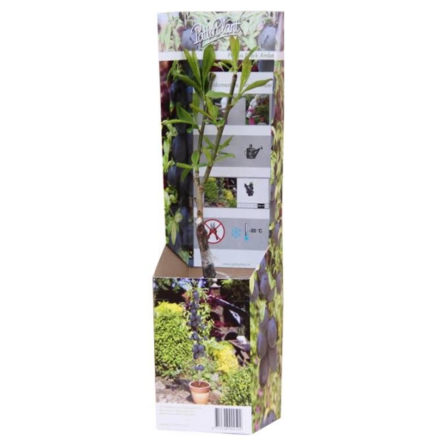 Prunus avium 'Black Amber' | jonge zoete kersenboom | 9 cm pot | voor tuin, balkon en terras