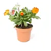Calendula officinalis | Goudsbloem | ca. 20 cm hoog | 12 cm pot