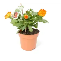 Calendula officinalis (goudsbloem) | ca. 20 cm hoog | In 12 cm pot | Kleurrijke eenjarige tuinplant