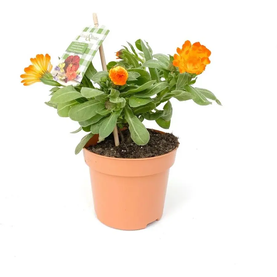 Calendula officinalis (goudsbloem) | ca. 20 cm hoog | In 12 cm pot | Kleurrijke eenjarige tuinplant