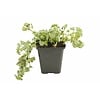 Lamium maculatum wit | Dovenetel | 10 tot 15 cm hoog | 15 cm pot