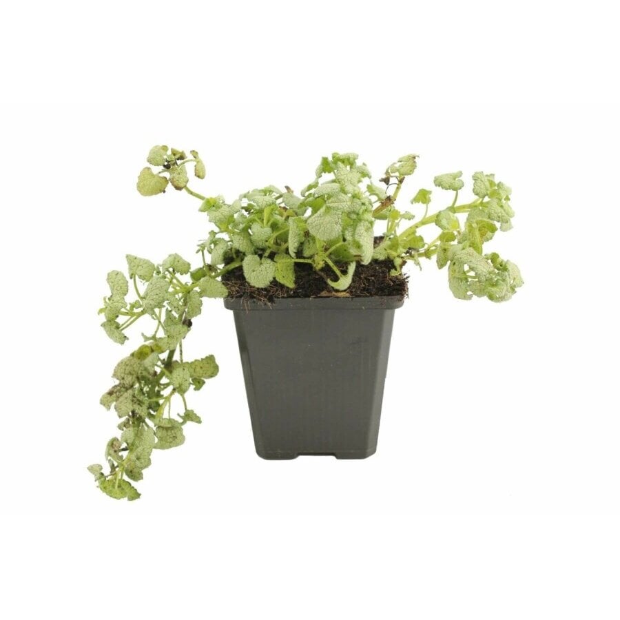 Lamium maculatum wit (Dovenetel) | 10 tot 15 cm hoog | In 15 cm pot | Winterharde bodembedekker