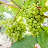 Vitis vinifera Himrod | Witte druif | 50 cm hoog | 15 cm pot