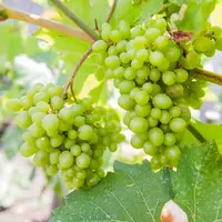 Vitis vinifera Himrod witte druif | 50 cm hoog | In 15 cm pot | Pitloze druivenplant