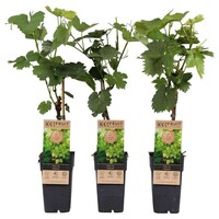Vitis vinifera Himrod witte druif | 50 cm hoog | In 15 cm pot | Pitloze druivenplant