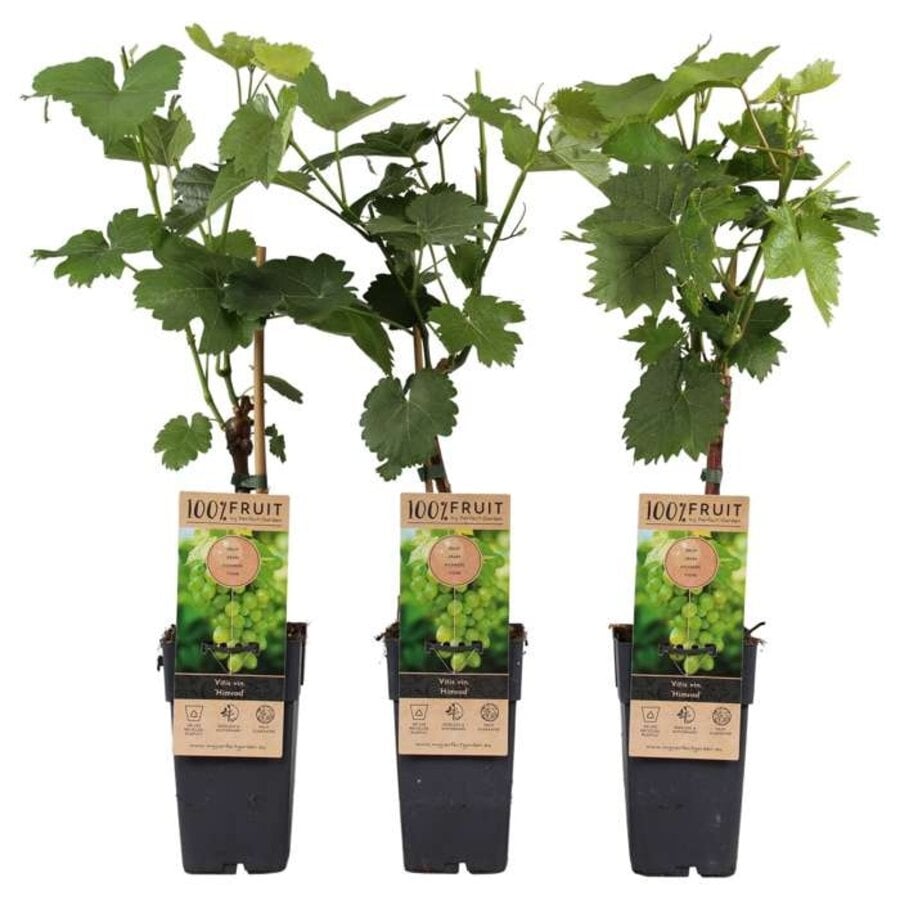 Vitis vinifera Himrod witte druif | 50 cm hoog | In 15 cm pot | Pitloze druivenplant