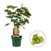 Vitis vinifera Lakemont | Witte druif | 50 cm hoog | 15 cm pot