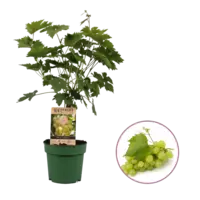 Vitis vinifera Lakemont | Witte pitloze druif | 50 cm hoog | In 15 cm pot | Zelfbestuivende klimplant