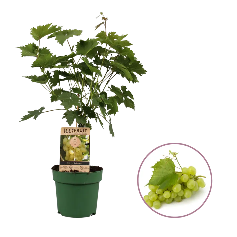Vitis vinifera Lakemont | Witte pitloze druif | 50 cm hoog | In 15 cm pot | Zelfbestuivende klimplant