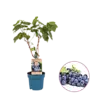 Vitis vinifera Regent | Blauwe druif | 50 cm hoog | 15 cm pot