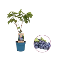 Vitis vinifera Regent (blauwe druif) | 50 cm hoog | In 15 cm pot | Winterharde druivenplant