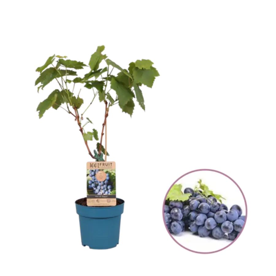 Vitis vinifera Regent (blauwe druif) | 50 cm hoog | In 15 cm pot | Winterharde druivenplant