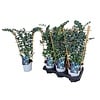 Eucalyptus gunnii op klimrek | 50 cm hoog | 12 cm pot