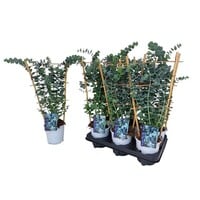 Eucalyptus gunnii op klimrek | 50 cm hoog | In 12 cm pot | Zilvergroene tuinplant