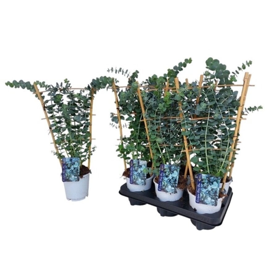 Eucalyptus gunnii op klimrek | 50 cm hoog | In 12 cm pot | Zilvergroene tuinplant