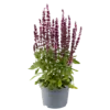 Salvia nemorosa Synchro Pink | 20 cm hoog | 13 cm pot