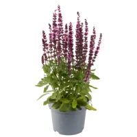 Salvia nemorosa Synchro Pink | 20 cm hoog | In 13 cm pot | Roze bloeiende vaste plant