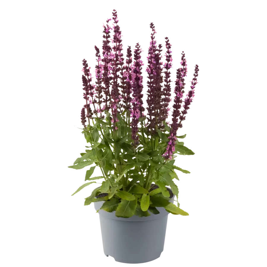 Salvia nemorosa Synchro Pink | 20 cm hoog | In 13 cm pot | Roze bloeiende vaste plant