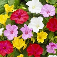Bloembol Mirabilis Jalapa | Wonderbloem | per set van 10 bollen | zomerbloeiende tuinplant