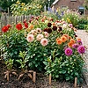Dahlia knollen mix | diverse kleuren | losse knol | per stuk