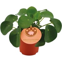 Pilea peperomioides terrariumplant en kamerplant | 5 cm pot | 13 cm hoog