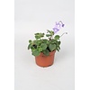 Streptocarpus saxorum | 12 cm pot | ca. 15 cm hoog