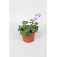 Streptocarpus saxorum | Kaapse primula | ca. 15 cm hoog | In 12 cm pot | Rijkbloeiende hangplant
