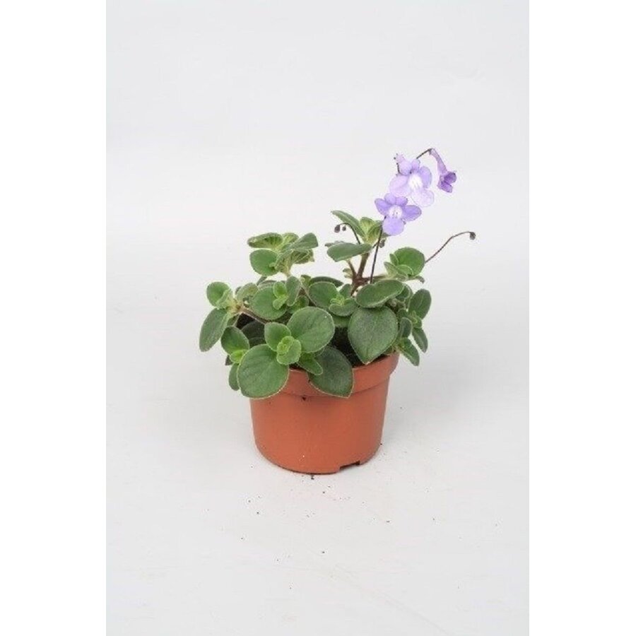 Streptocarpus saxorum | Kaapse primula | ca. 15 cm hoog | In 12 cm pot | Rijkbloeiende hangplant