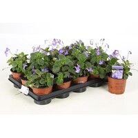 Streptocarpus saxorum | Kaapse primula | ca. 15 cm hoog | In 12 cm pot | Rijkbloeiende hangplant