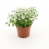 Euphorbia Diamond Frost | ca. 15 tot 20 cm hoog | 12 cm pot