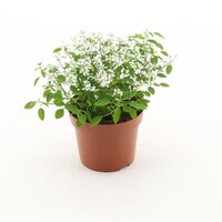 Euphorbia 'Diamond Frost' | witte zomerbloeier | ca. 15 tot 20 cm hoog | 12 cm pot