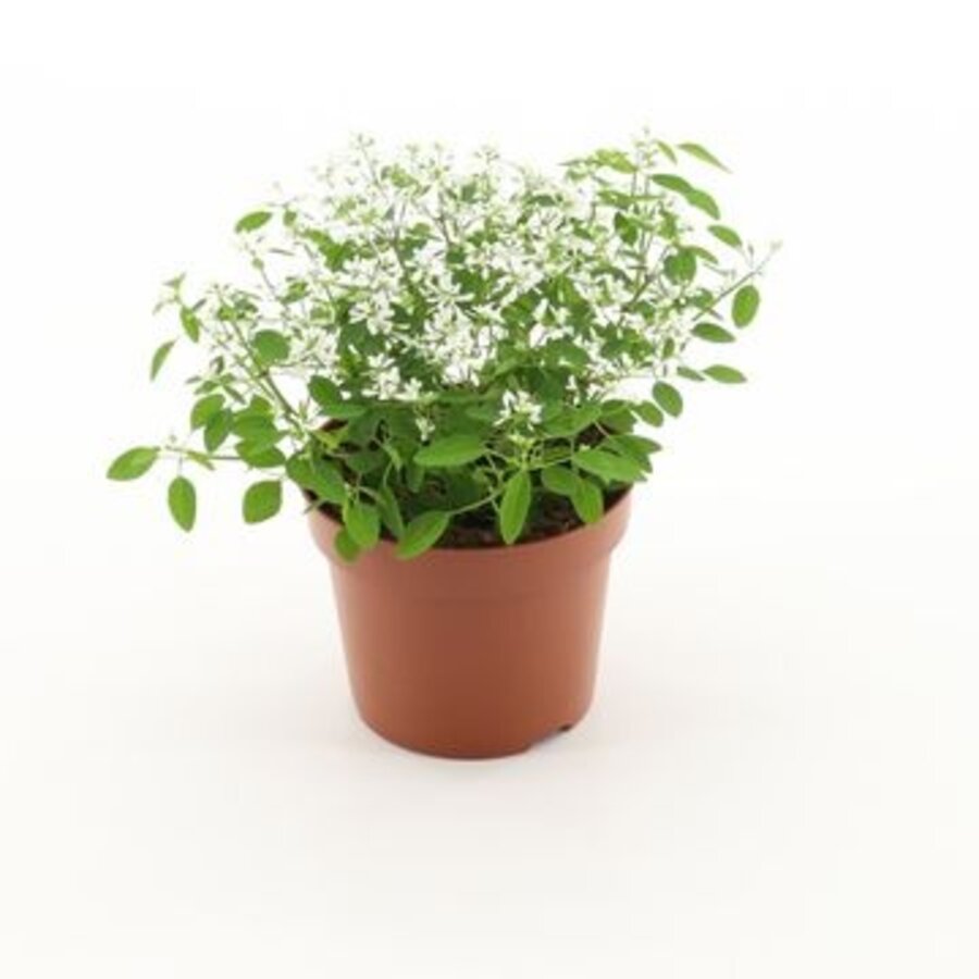 Euphorbia 'Diamond Frost' | witte zomerbloeier | ca. 15 tot 20 cm hoog | 12 cm pot